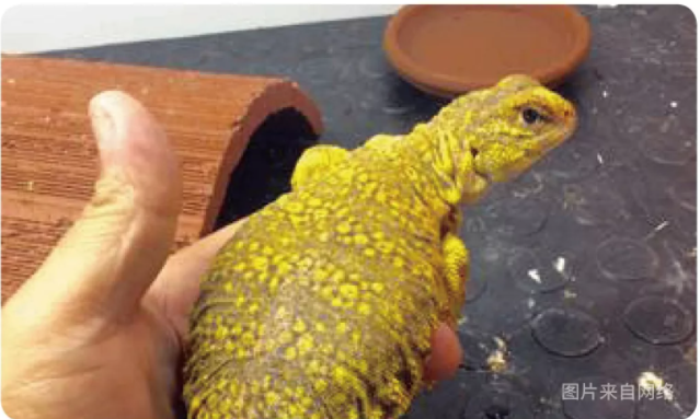 物种小谈┃尼日利亚王者蜥
