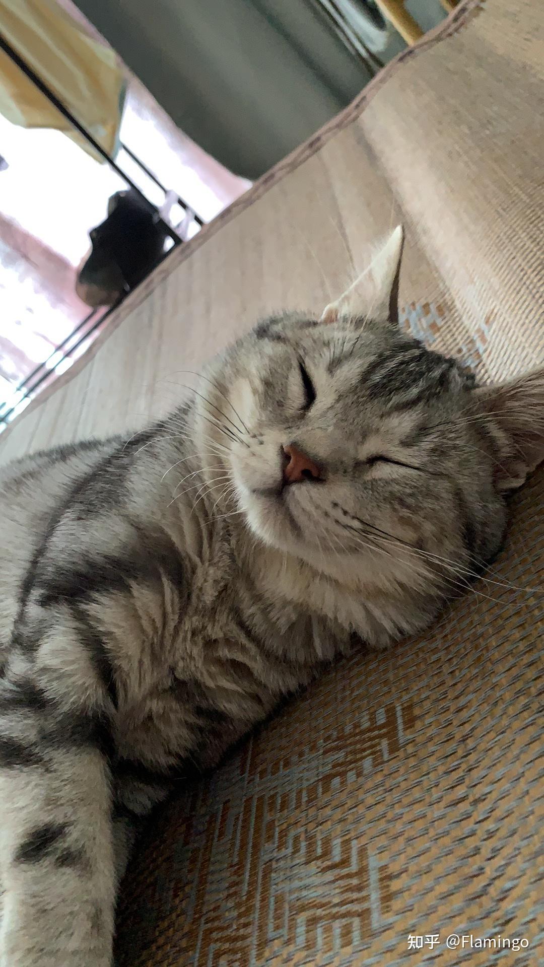 我能看看你家喵喵吗? - 知乎