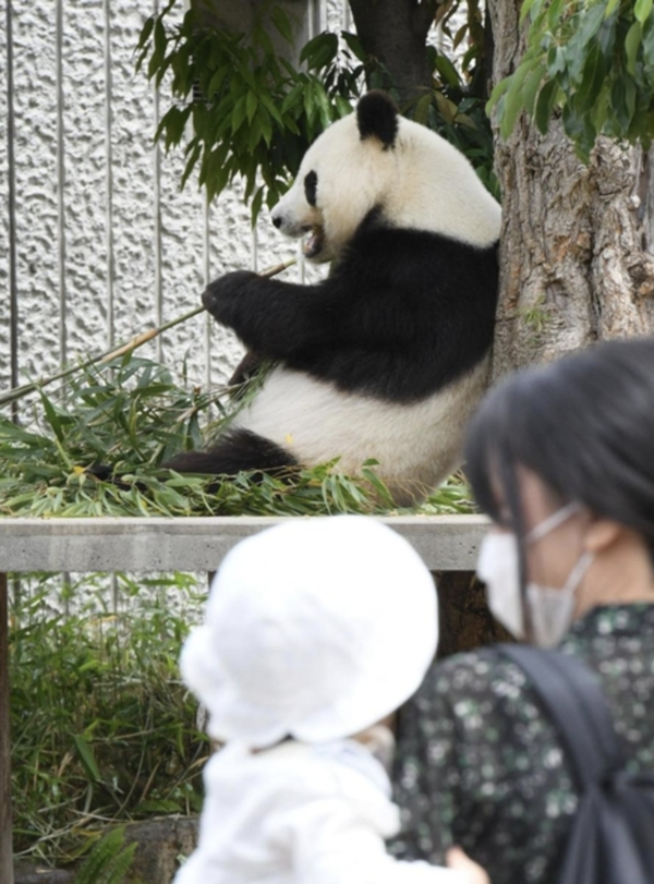 想和熊猫结婚 为看熊猫放弃妹妹婚礼 这很日本 知乎