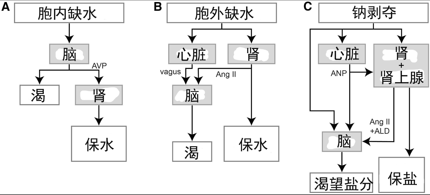 neuron综述:口渴、喜欢盐分的神经机制 - 知乎