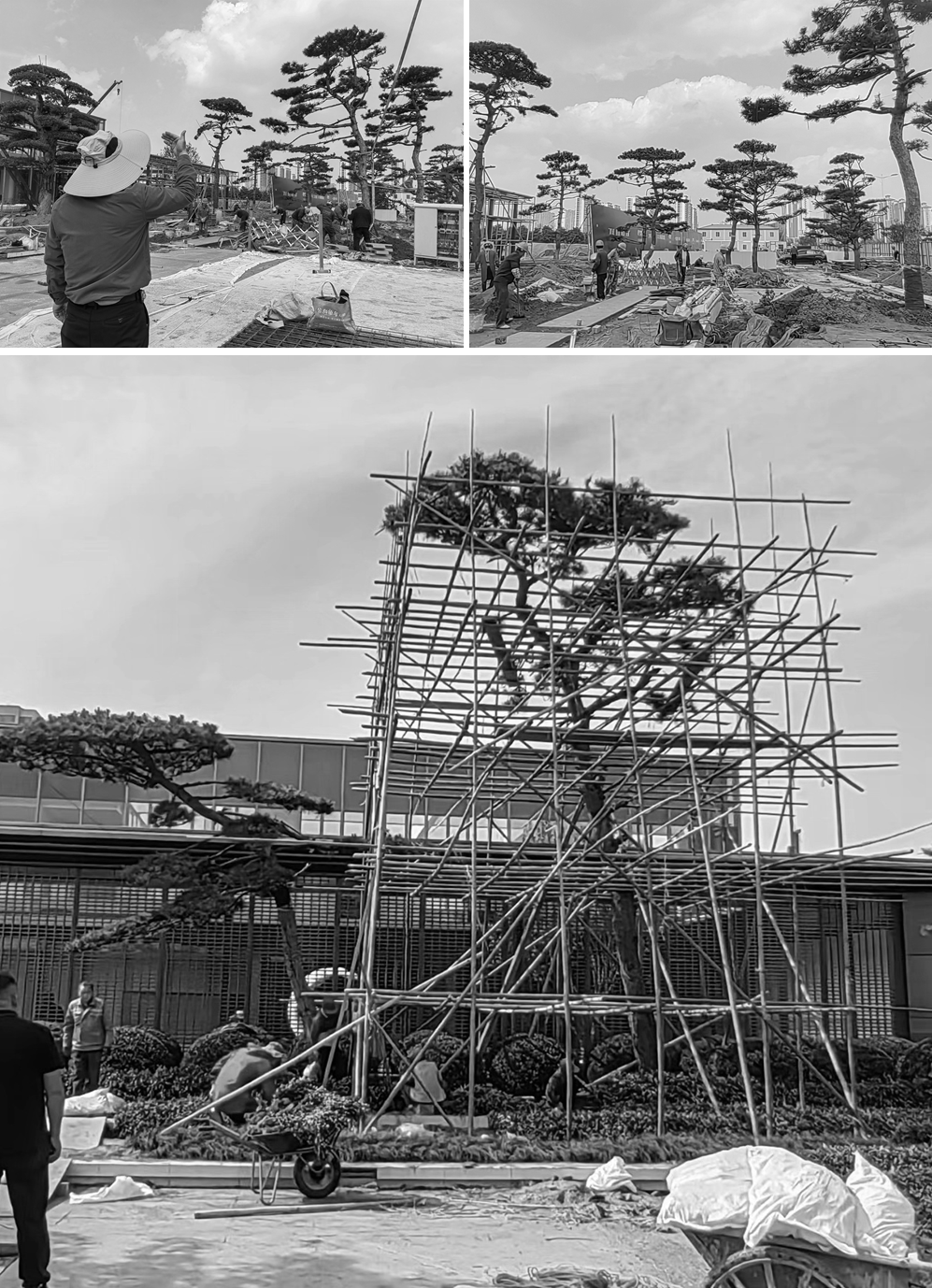 六大创新植物设计案例,编织都市生态空间新纪元 | 栖地设计 - 知乎