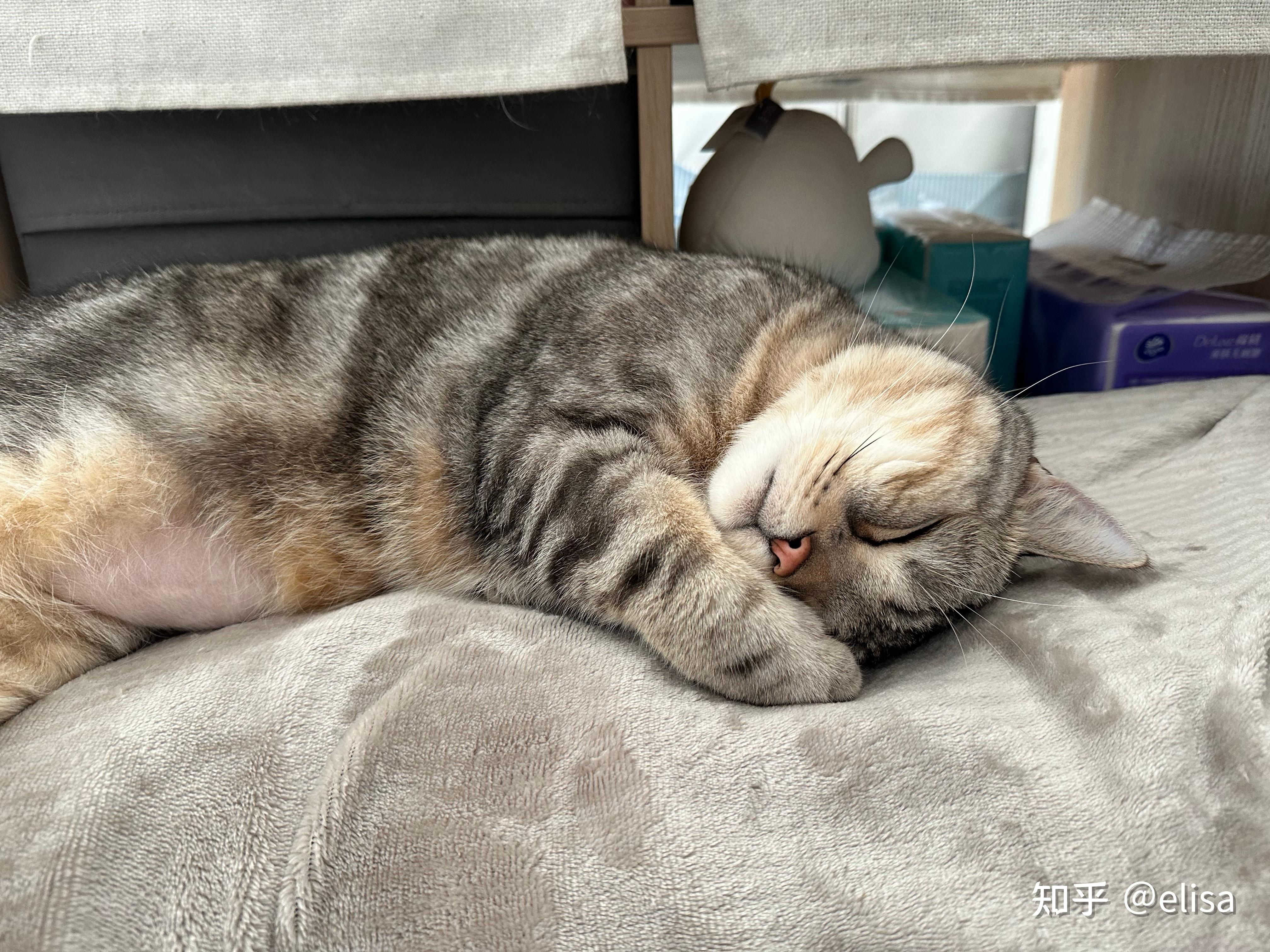 可以分享一张你家猫睡觉的照片吗? - 知乎