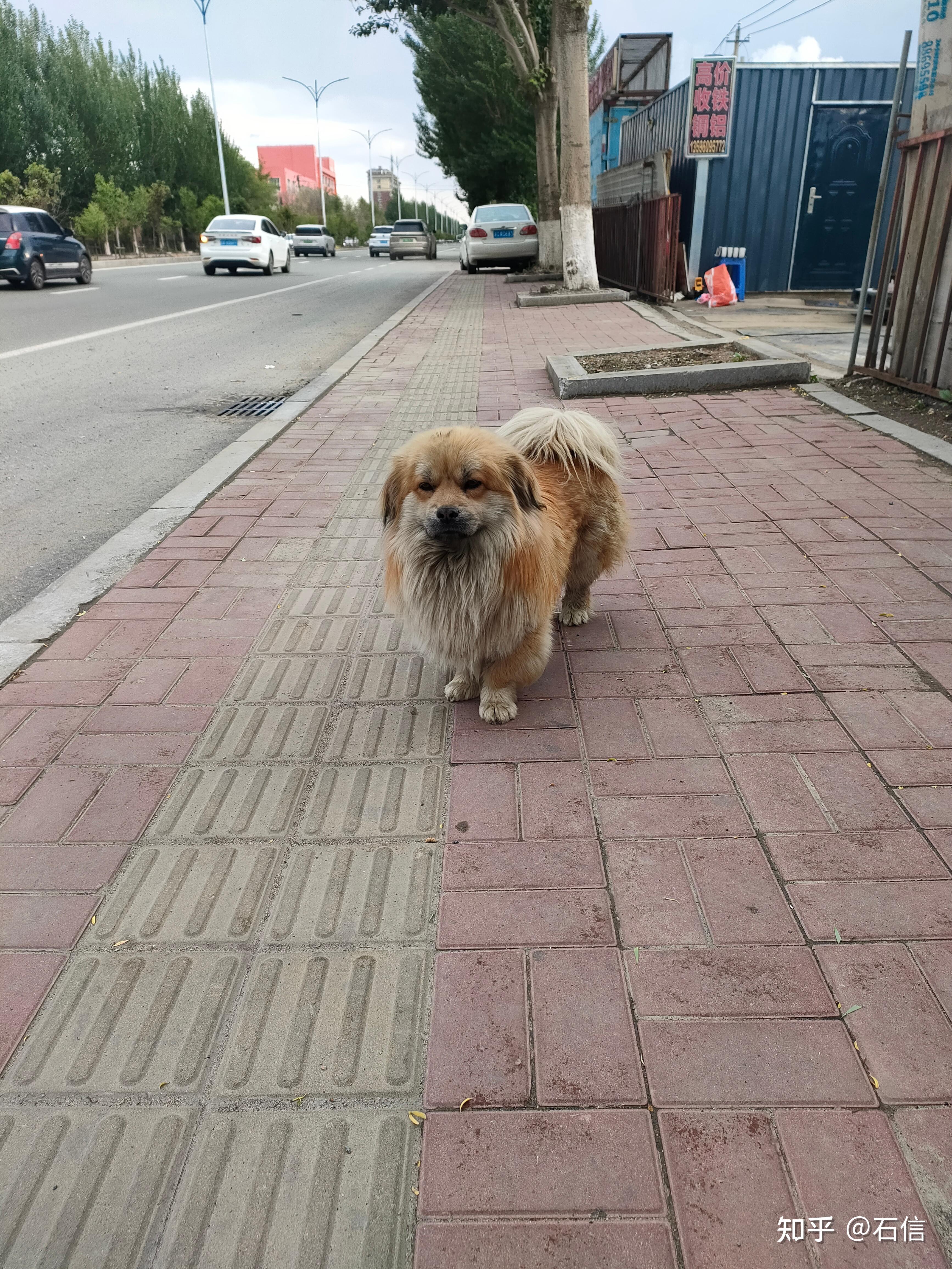 大麦町犬为什么禁养图片