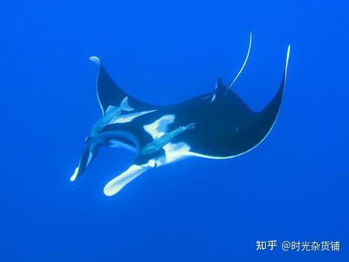 卡西欧手表攻略卡西欧oceanus海神系列表款图鉴