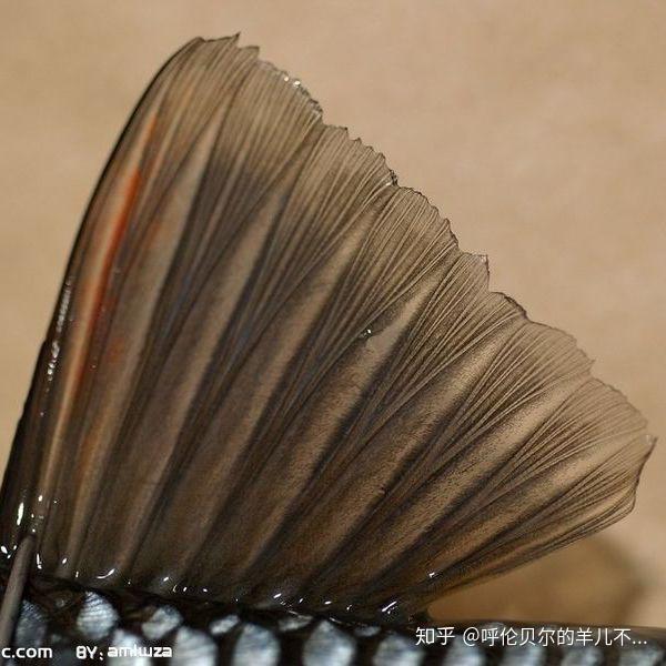 鱼类身上的鳍条和棘的区别是什么?