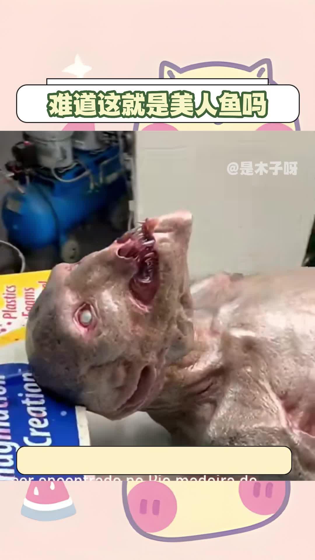 你见过这种美人鱼吗美人鱼神秘生物不明生物