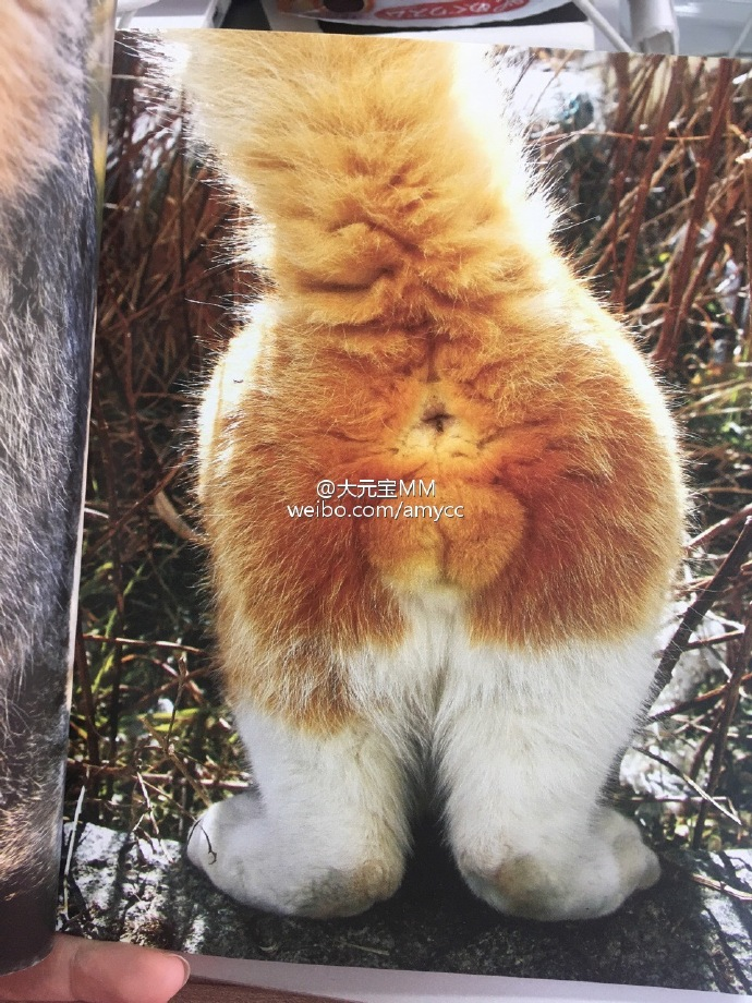 辣眼睛猫的蛋蛋写真集根本把持不住