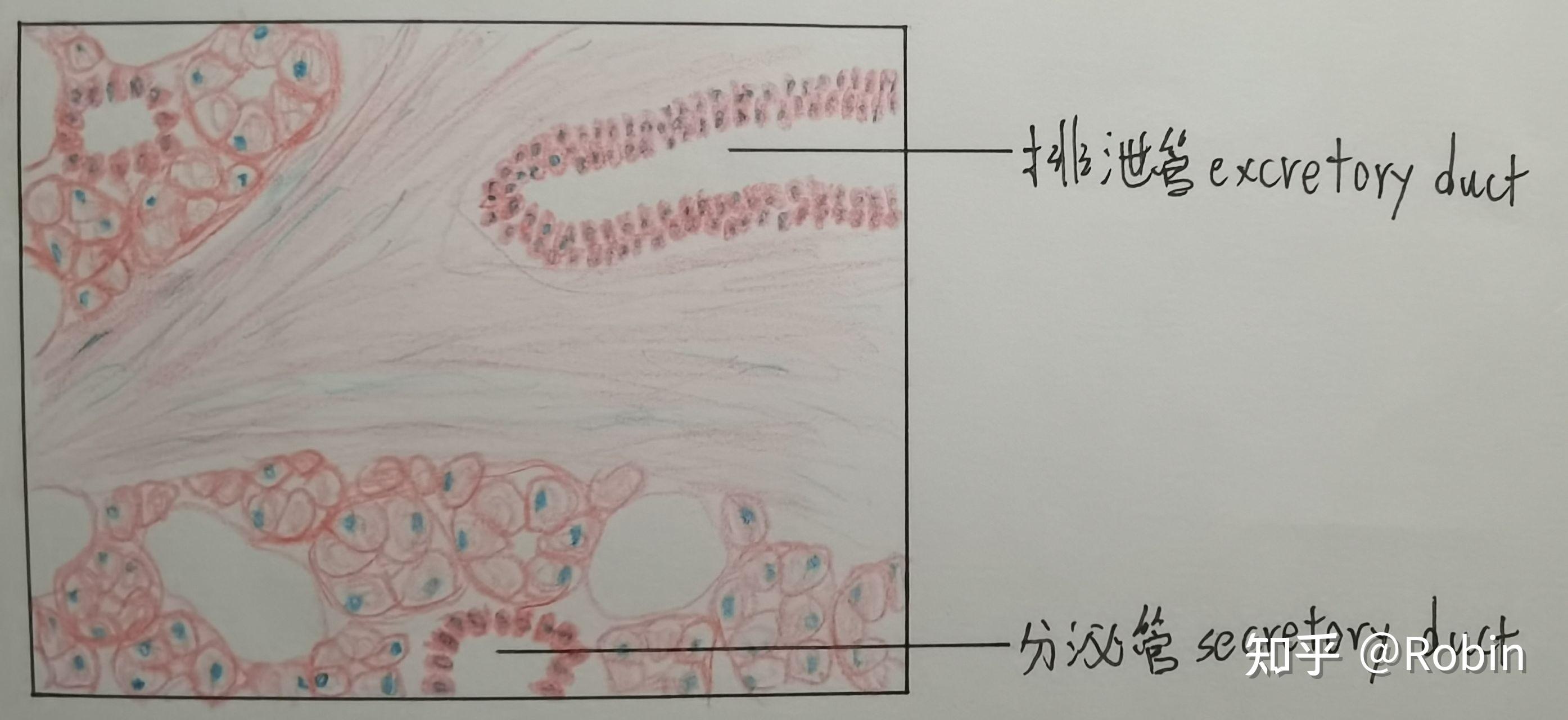 牙体组织纵断磨片绘图图片