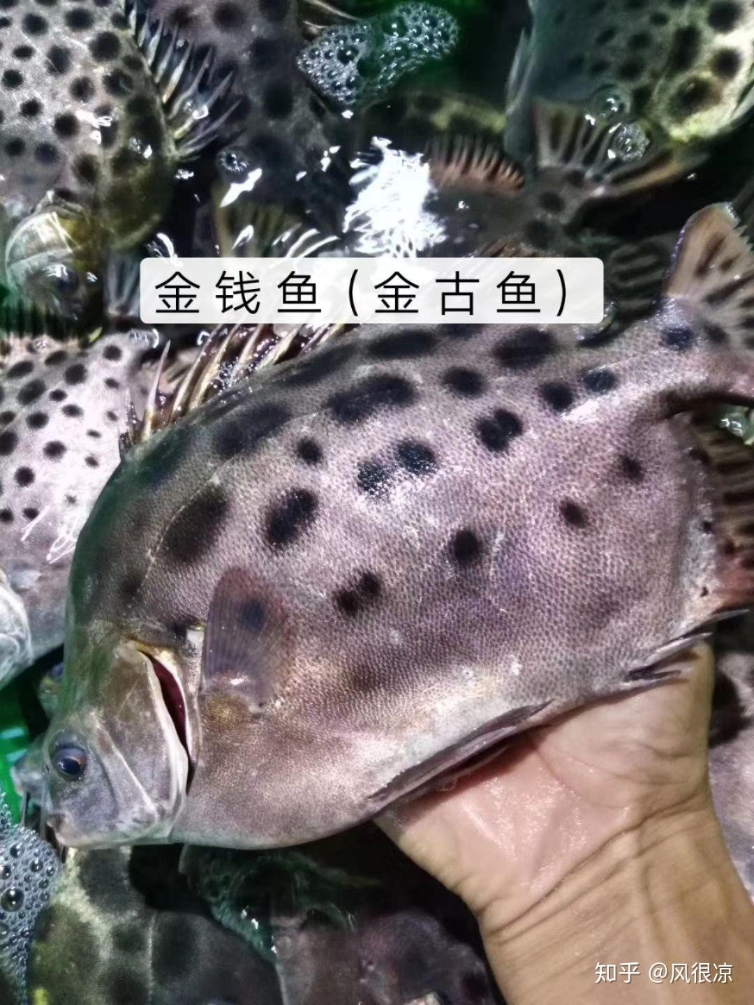 同金古鱼又名蛇婆,学名海鳗鱼.油锥鱼又名"黄鲷鱼".