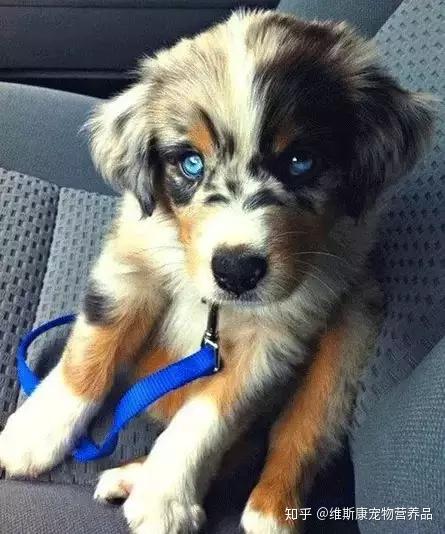 哈士奇与博美串串,竟串出了新品种!