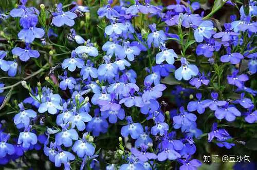 常见开蓝紫色花植物