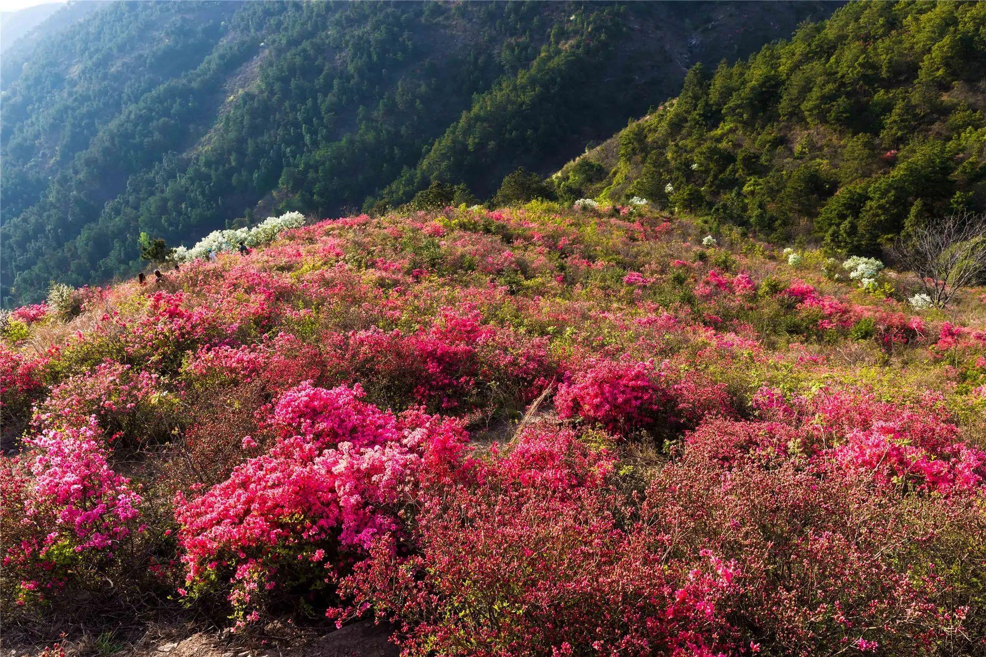 云浮云雾山风景区图片图片