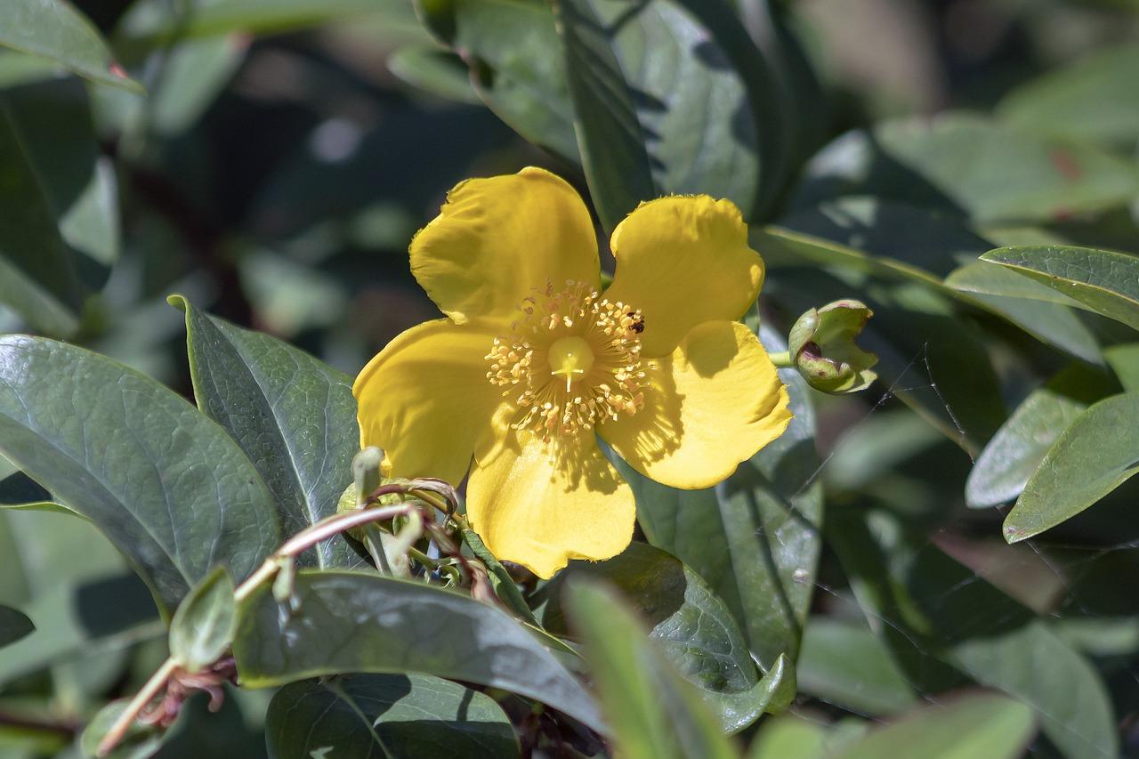 花掉叶子是怎么回事