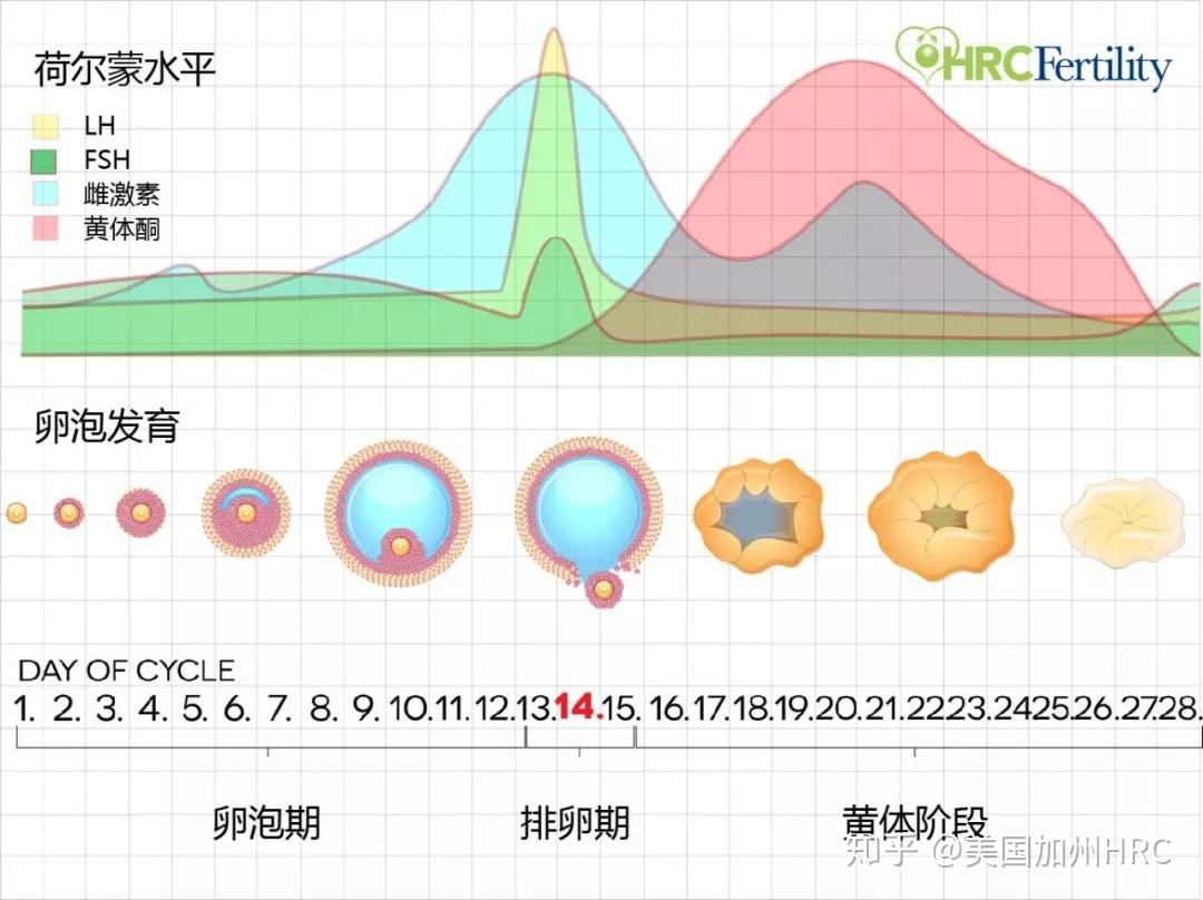 使用超声引导针从卵巢中取出卵子