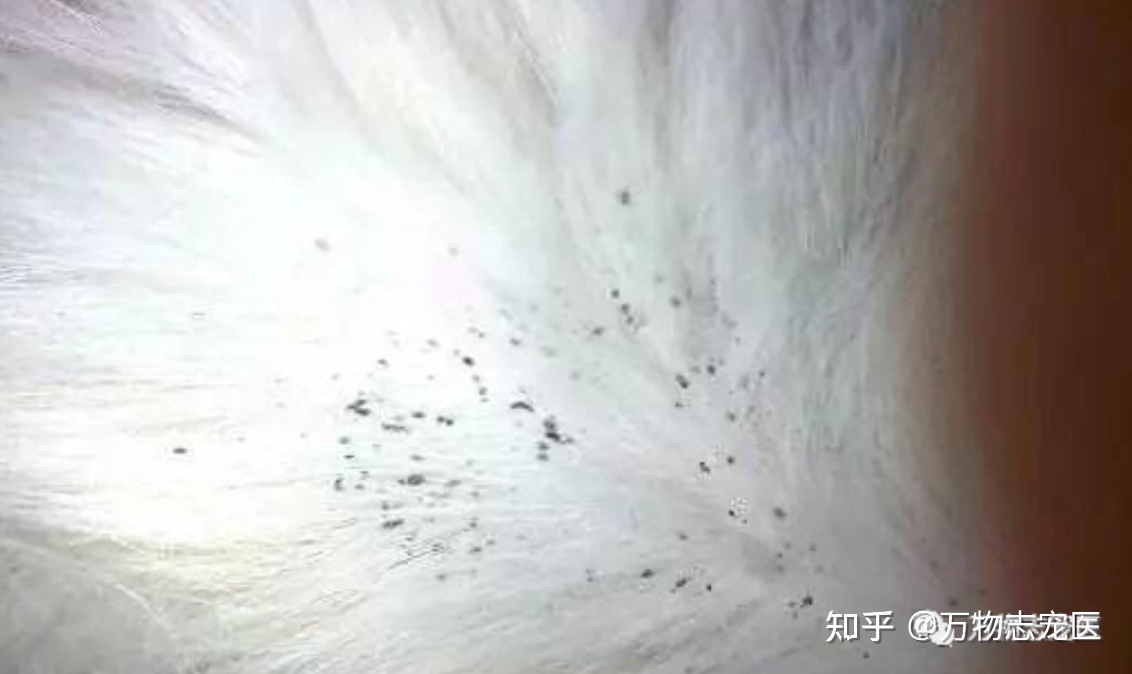 猫咪常见疾病——跳蚤