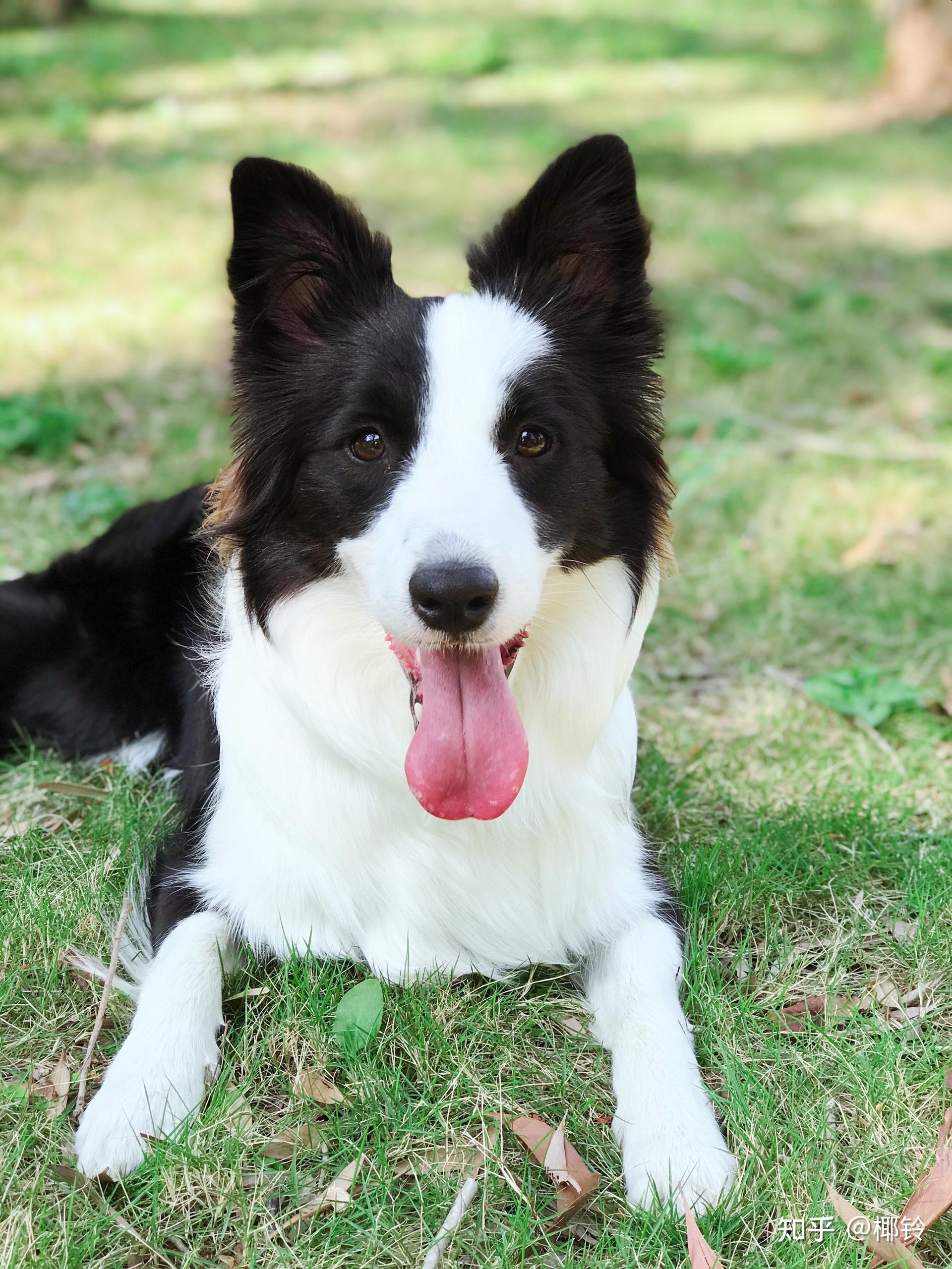 近九个月的边牧女孩子,比同龄的狗狗小了一圈,体重20斤,有没有能长个