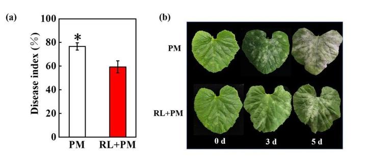 【Plant Cell Environ】PIF8-WRKY42介导水杨酸合成，从而调节甜瓜对白粉病的抗性 - 知乎