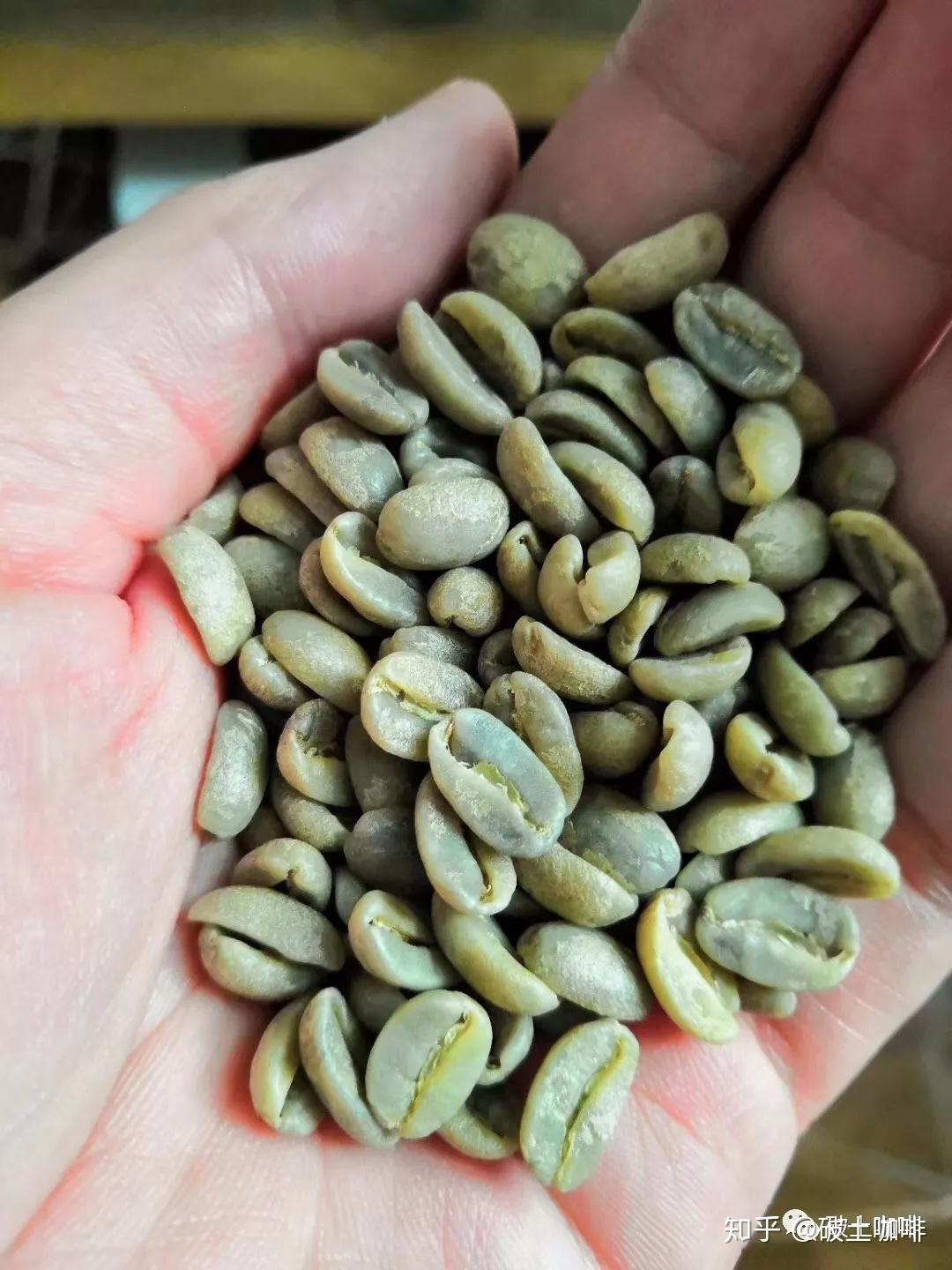 咖啡知识之从咖啡生豆到深豆的变化 | EHS咖啡西点培训学院
