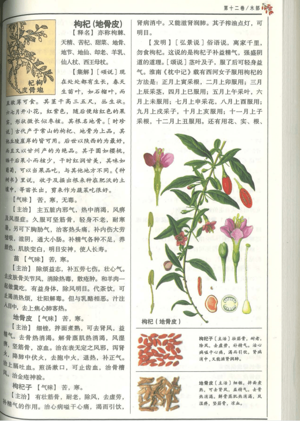 枸杞的历史与药典记载 - 知乎