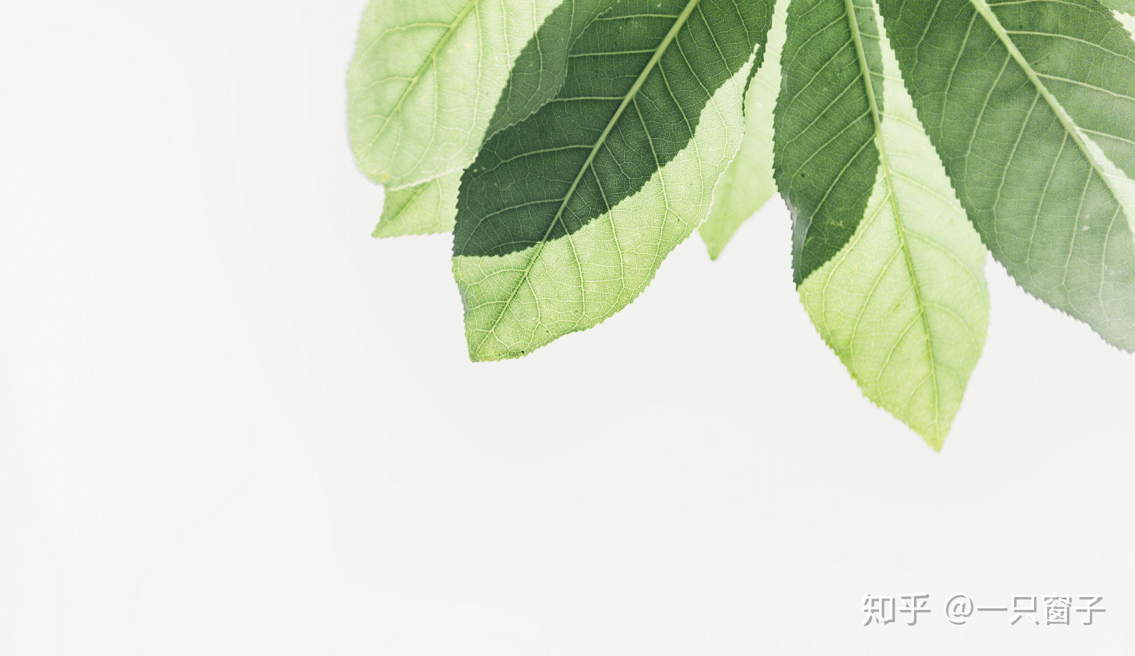 可以推荐冷淡风的背景图吗?