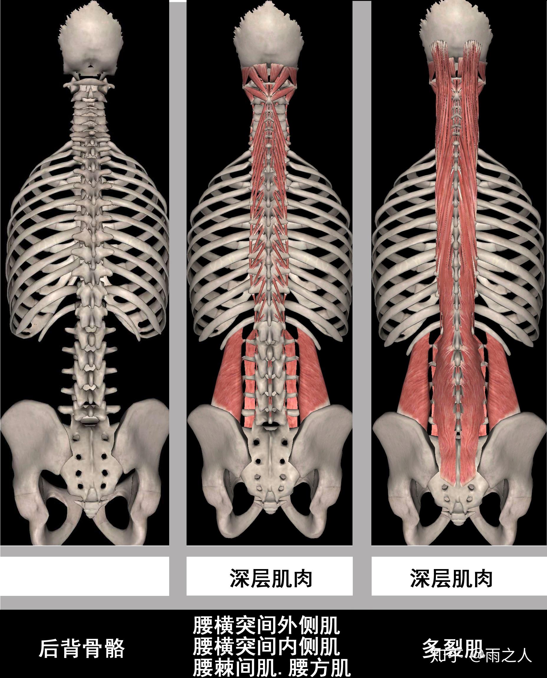 人体骨骼和背部肌肉。解剖学。矢量插图。插画图片素材_ID:381637968-Veer图库