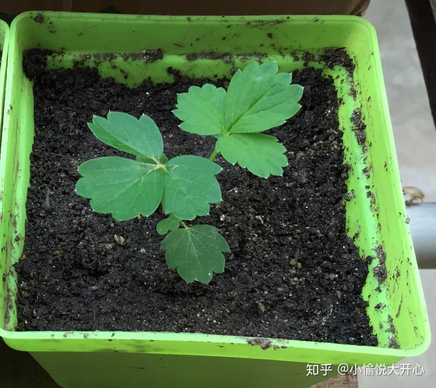 草莓幼苗什麼時候適合移植換盆