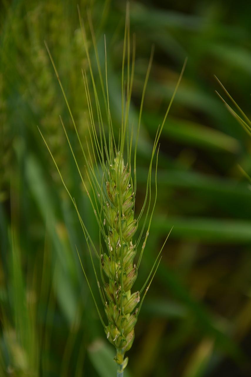 4. 稻穗摆件创意