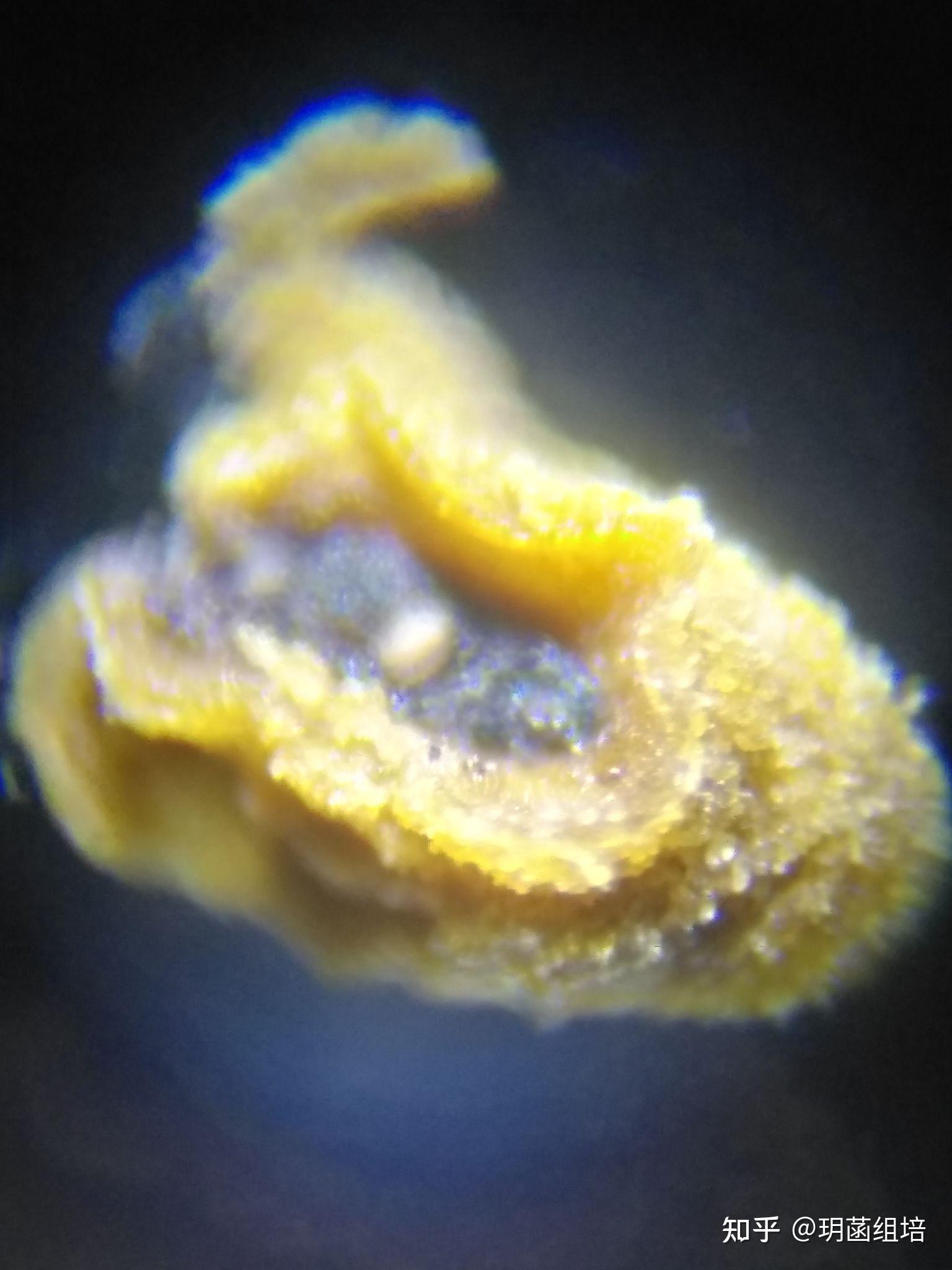 草莓花药离体培养实践