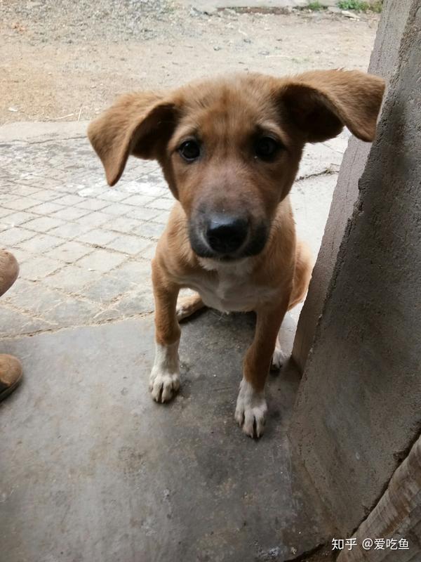 特别喜欢它的耳朵,还自带眼线,真的特别特别可爱 ,可惜不是我家的狗.