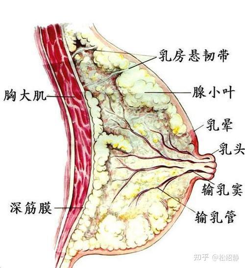 乳腺增生结节怎么调理?