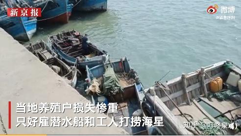 青岛胶州湾海星入侵到底是怎么情况