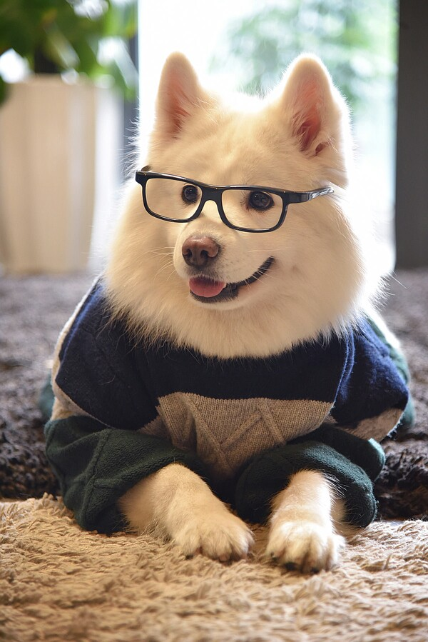 可以分享一下你喜欢的狗狗全屏手机壁纸吗? - 知乎