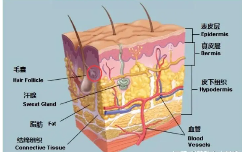 《了解医美怎样作用于皮肤层？医美之后，这样修复会更快》 - 知乎