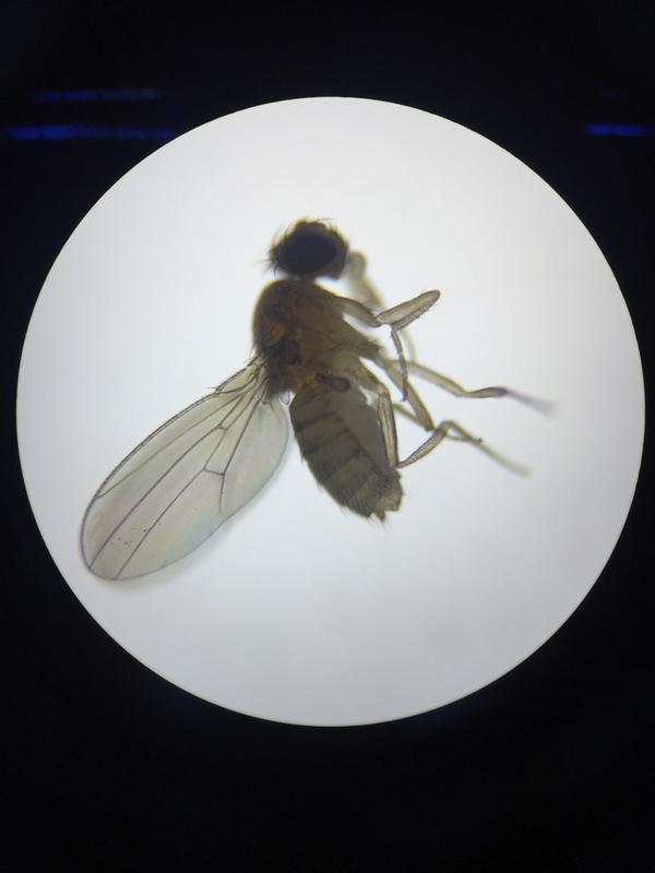 指针指的像小梳子的那个东西叫做性梳 是雄果蝇才有的看到它的平衡棒