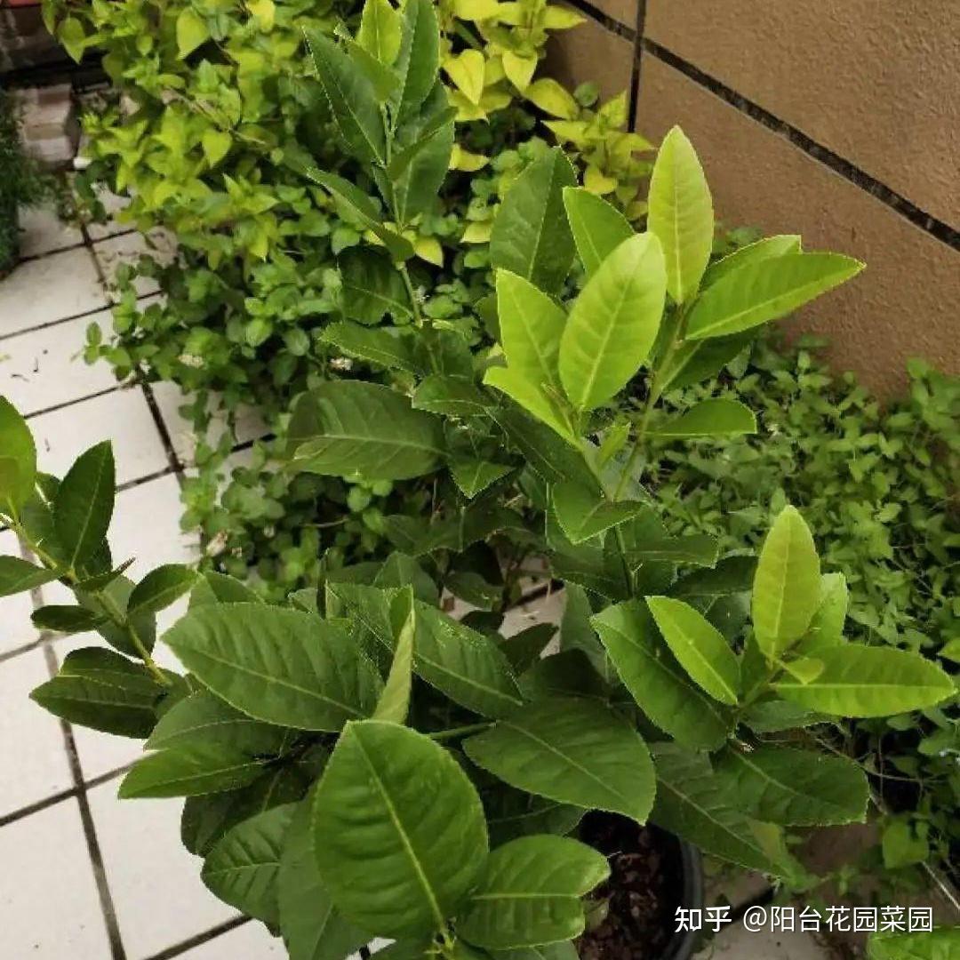 家里盆栽“柠檬”，挂果大又黄，花朵似香水，好养还好吃- 知乎
