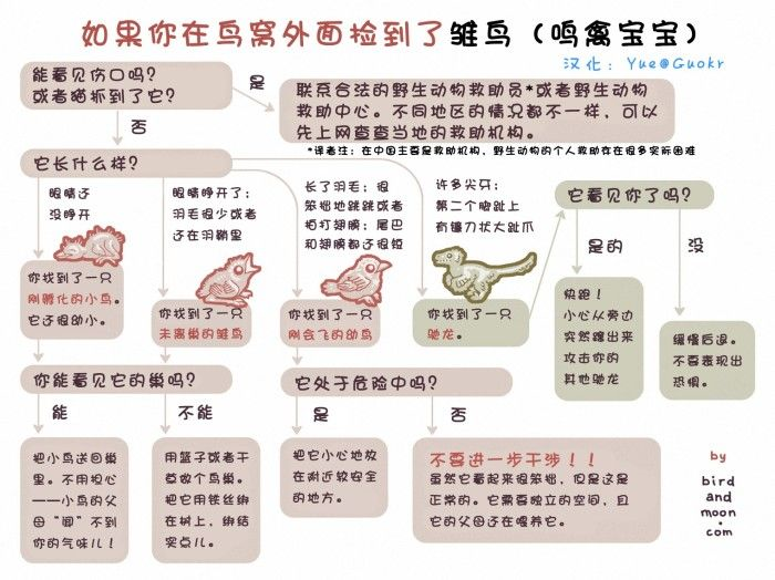 绣眼雏鸟分公母图解图片