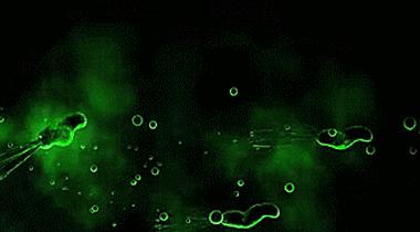 幽门螺旋杆菌是何方妖孽?到底会不会是胃癌的罪魁祸首?