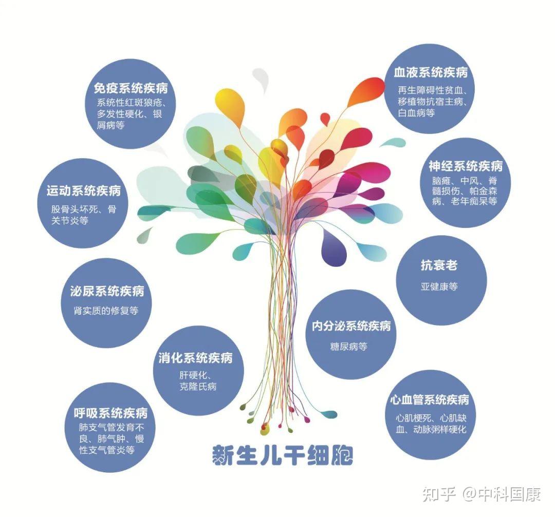脐带间充质干细胞的应用与研究案例