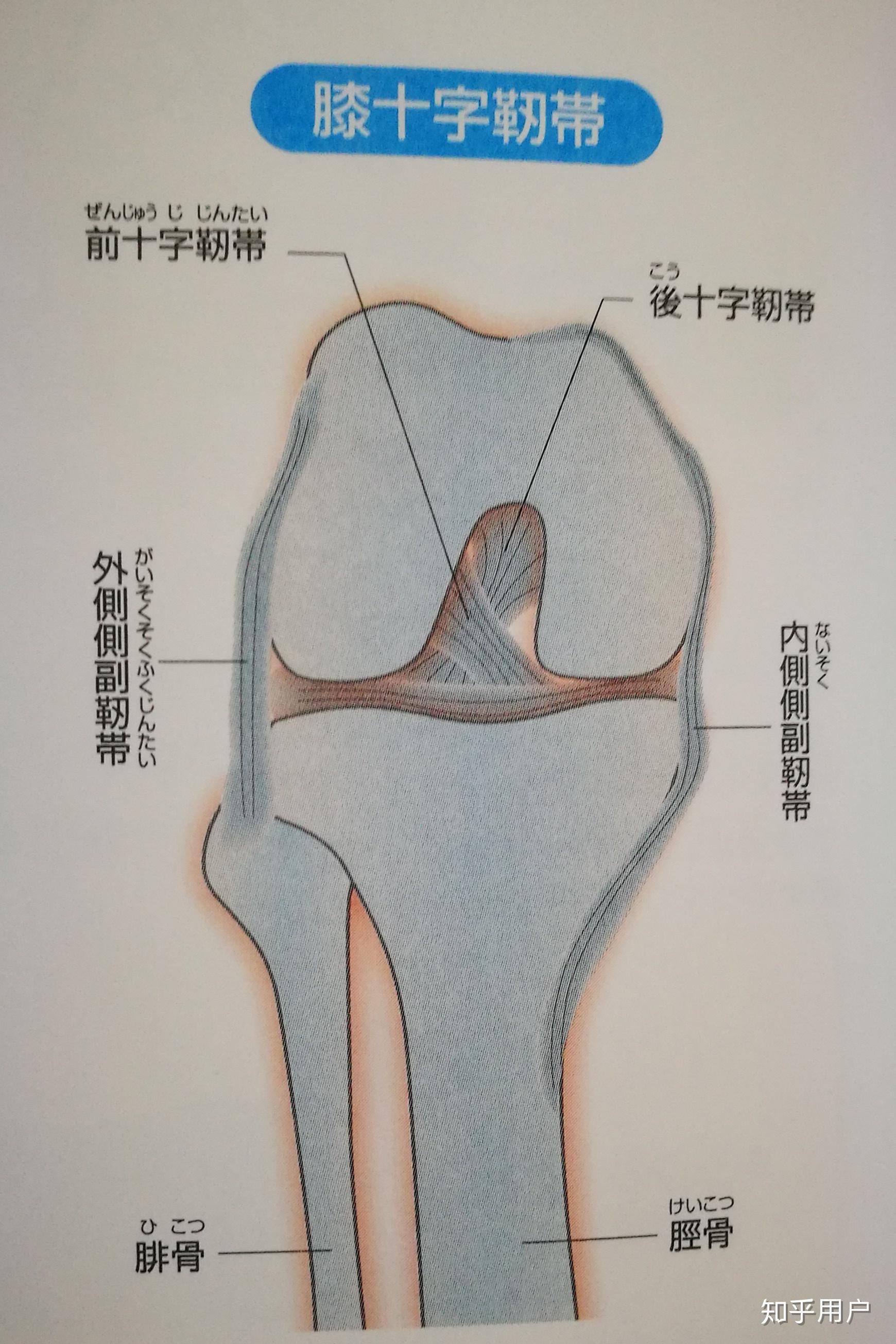 为什么前交叉韧带在伸膝时最紧张,后交叉韧带在屈膝时最紧张?