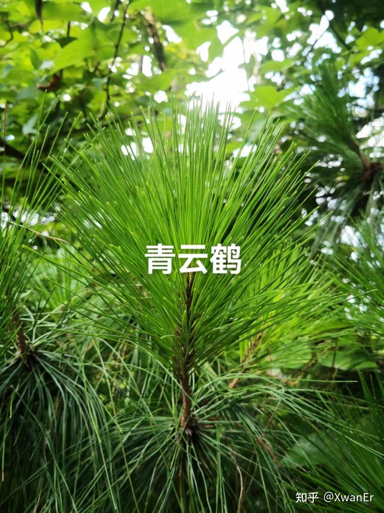 揭秘:松针茶的功效与作用 - 知乎