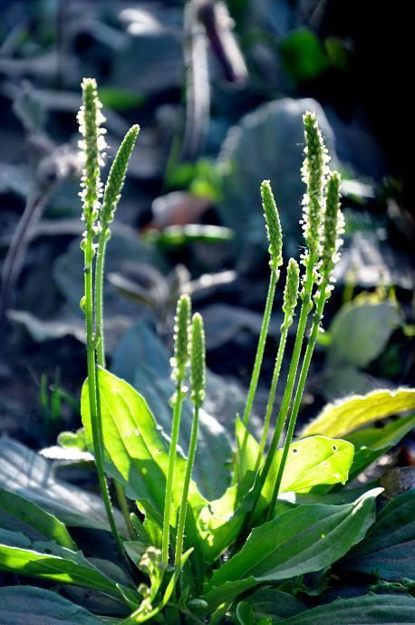 车前草,一年生草本,花期5—9月,果期6—10月;圆柱状直根;叶子是直立