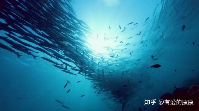角鲨烯是一种什么物质? - 知乎