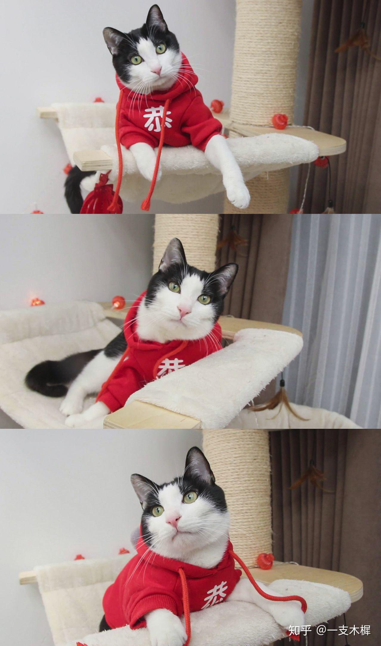 如何看待 b 站 up 主花花与三猫catlive 被质疑知后院买后院?