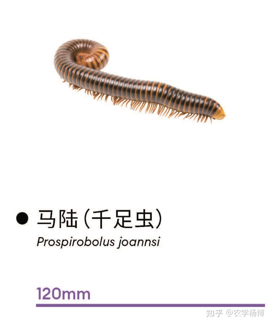 家里出现了细黑色长条多脚的虫,具体外观如下,请问这是什么虫子?怎么去消灭这种虫子? - 知乎