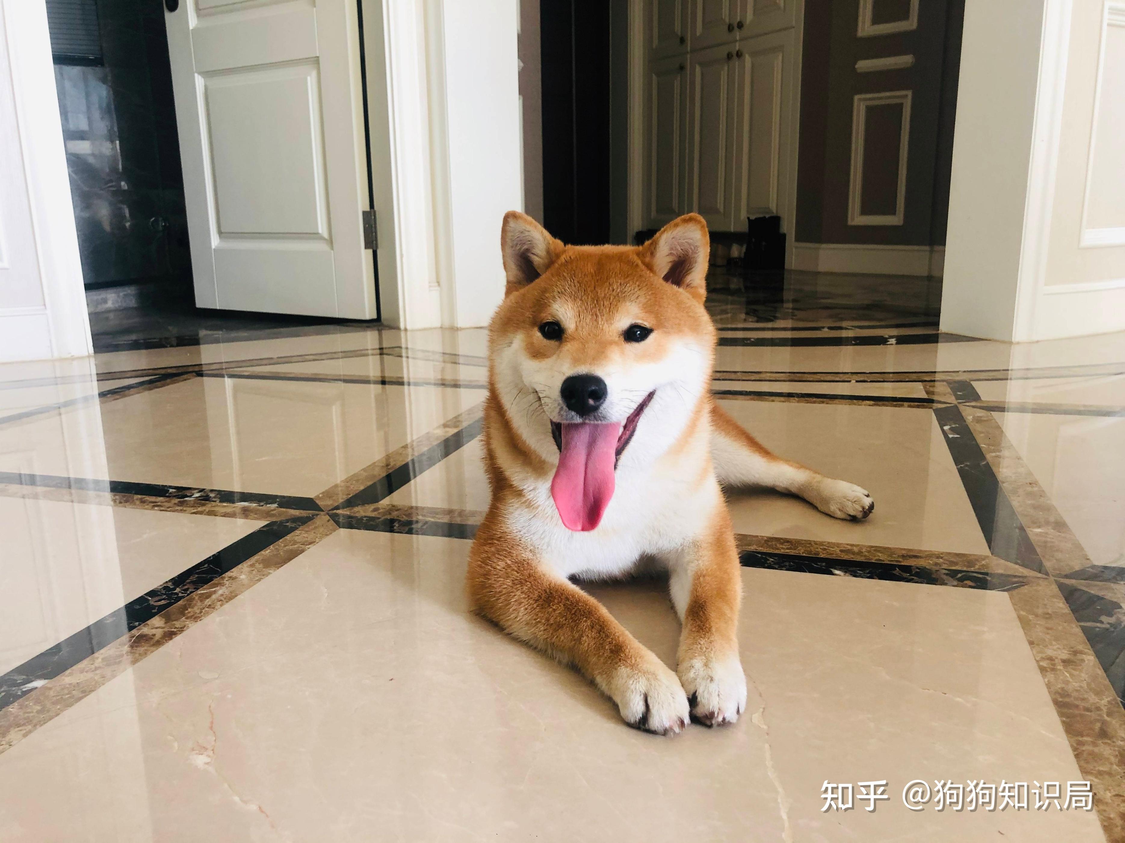1,笑容治愈柴犬拥有天使般的笑容,每次笑起来耳朵都向后折,眼睛眯着