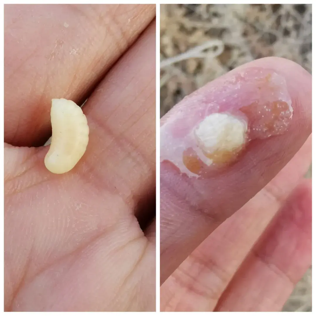 风味人间中墨西哥蚂蚁卵61印第安食虫食花文化