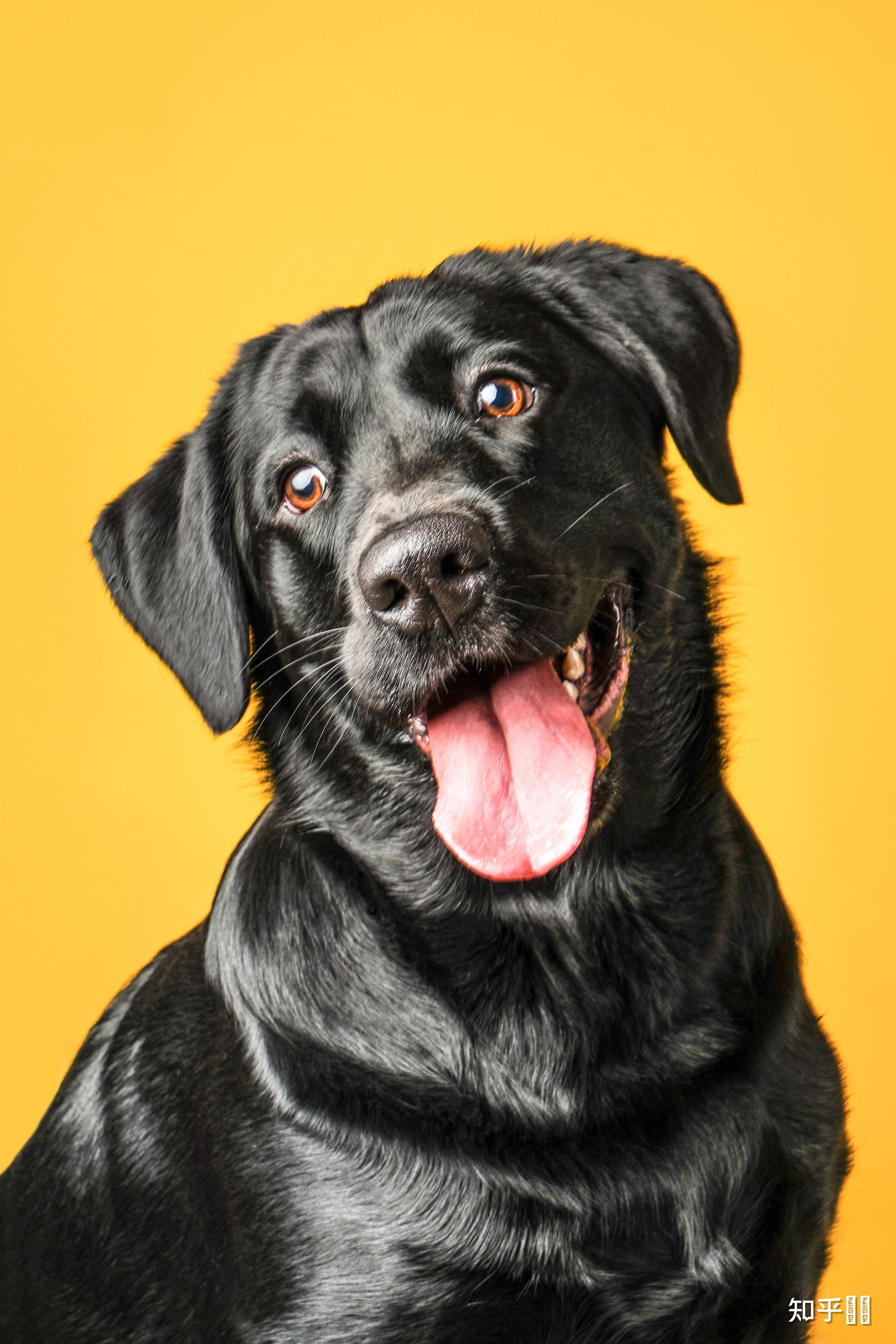 有没有看起来很舒服的狗狗头像? - 知乎