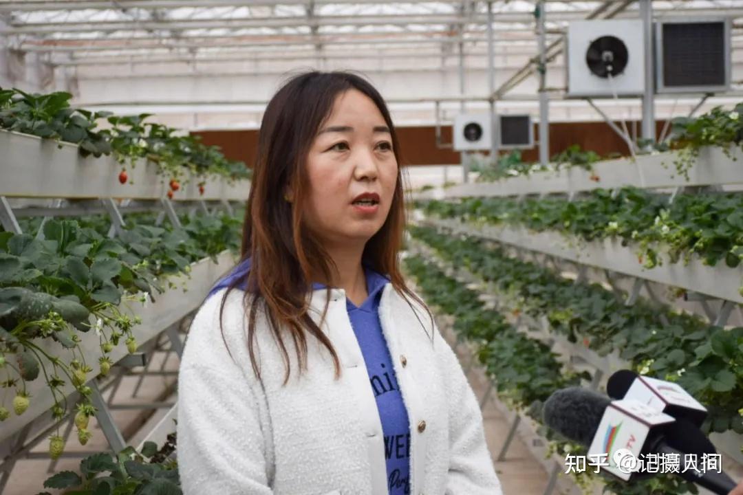 甘肃甘南杨瑞芳走在田间地头的女农艺师