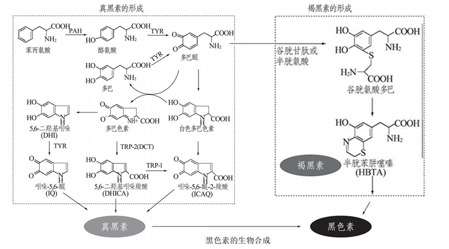 黑色素是怎么生成的？怎么减少黑色素产生？ - 知乎