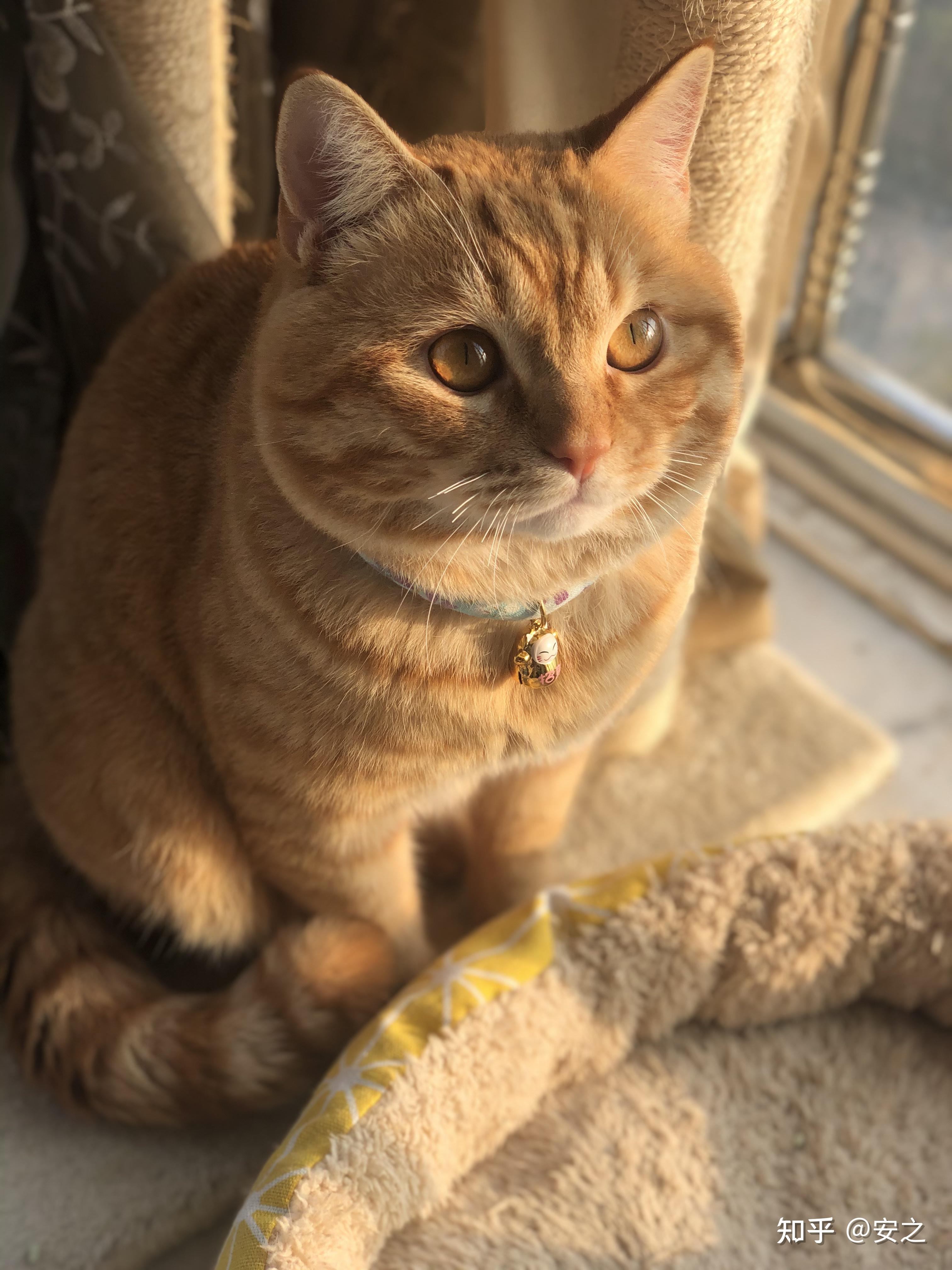 橘猫的颜值能有多高? - 知乎